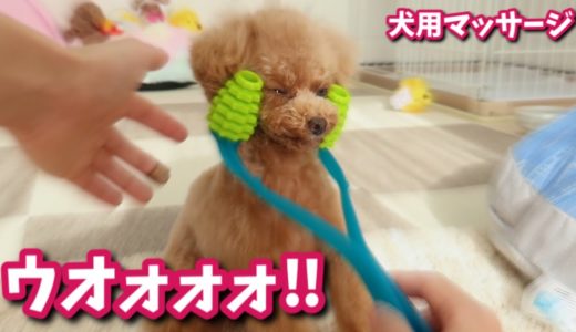 【検証】犬用マッサージグッズは気持ち良いのか試してみた【トイプードルのコロン】