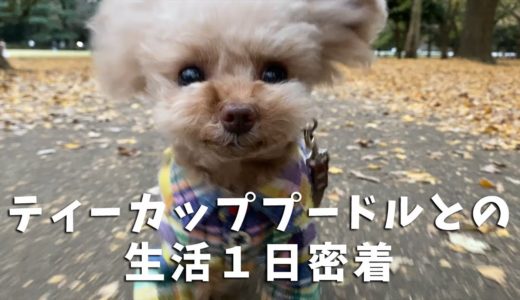 【日中ルーティン】犬に一日密着【ティーカッププードル】