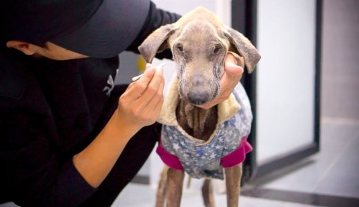 「保護犬13日目」私と野良犬のムン君がもっと仲良くなりました・目を掃除する時口輪がいらなくなった