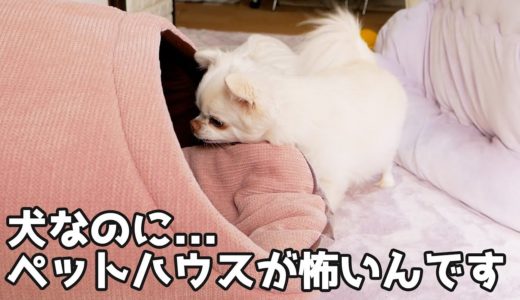 5年ぶりのペットハウスはやっぱり怖い犬