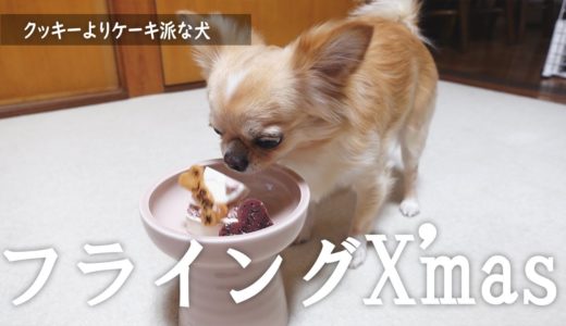 クリスマス！クッキーよりケーキ派の犬の行動が面白可愛い。【チワワ】【dog】【chihuahua】