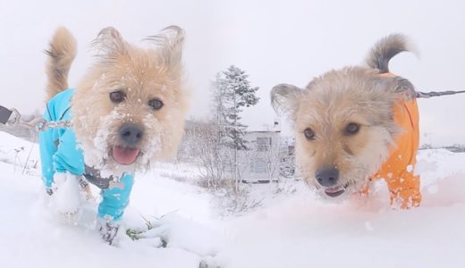 雪！雪！北海道の犬のさんぽは毎日ダイナミックすぎるすぎるかもしれません【保護犬VLOG】