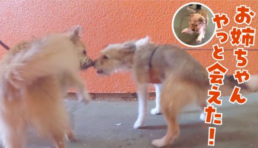 【大喜び！】姉犬が好きすぎてたった3分の再会に大喜びの雑種犬