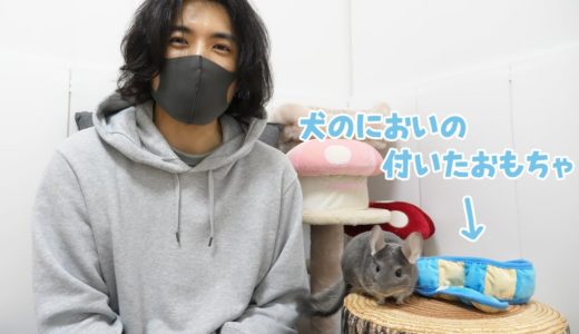 【検証】チンチラに犬のにおいのするおもちゃを見せたらどうなる？Funny and Cute Chinchilla