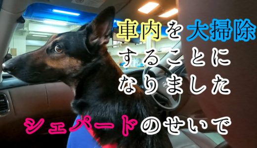 シェパード犬のせいで車を大掃除をすることになりました【German Shepherd】 We Have To Clean Up the Car Because Of My Dog