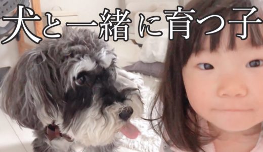 【犬と子ども】２歳娘イヤイヤ期がはじまりそう…【シュナウザージジトト】Schnauzer with daughter:Terrible twos 《おまけ》猫をネコジャラシでじゃらす娘