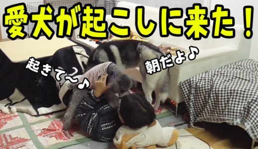 愛犬と朝まで寝るとこうやって起こされるハスキー犬と保護犬トイプードル