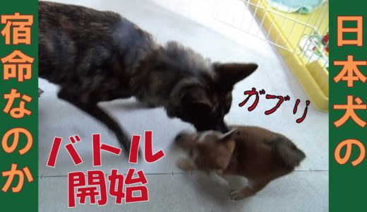 先住犬が子犬を襲う＝！【甲斐犬・柴犬】