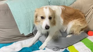 怯える犬が疑いの目でママを見る理由は..？【ボーダーコリー】