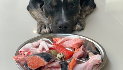 🐶Oliang the Pit Bull eats🇳🇱🔶 Papaya+Salmon&Chicken combo [ASMR] MUKBANG 犬が生の肉を食べる [咀嚼音] DOG VLOG