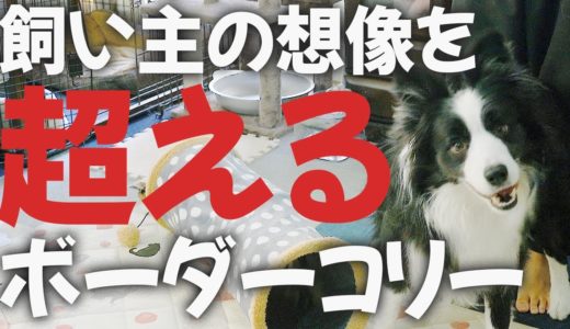 【すごすぎ】犬ってこんなことできるの！？