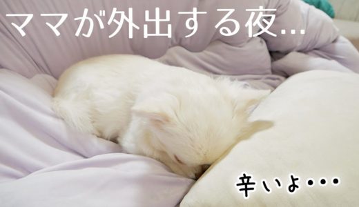 【密着】夜ママが外出してお留守番をする犬が切なすぎました...