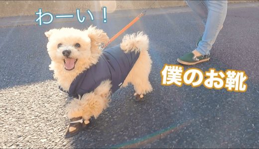 犬用ブーツを履いた子犬の動きがおもしろすぎました。笑【トイプードル】