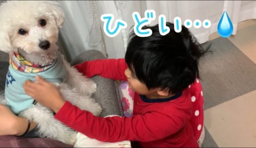 「なでなで」の催促がひどすぎる犬【トイプードル】【マルプー】