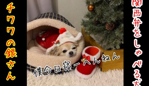 【関西弁をしゃべる犬】チワワの銀さん　クリスマスイヴは起きてサンタさん待つねん　【おしゃべりペット】