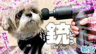 我が家にかっこいい武器が届いたので犬と開封する