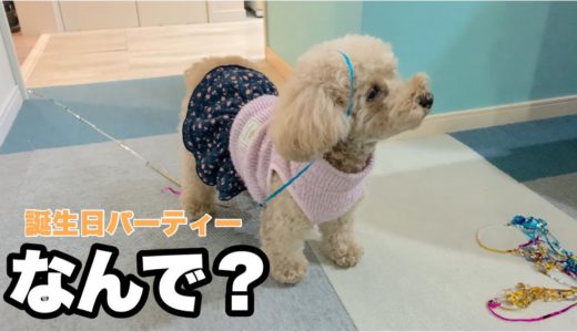 自分の誕生日じゃなくて拗ねる犬 トイプードル/マルプー