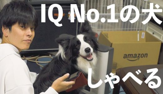 【速報】ついに犬と会話することに成功しました