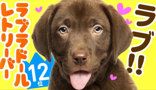 ❤️人気12位【ラブラドール・レトリーバーってどんな犬？】子犬の価格や性格、寿命、飼いやすさは？ カワイイ動画でチェック！