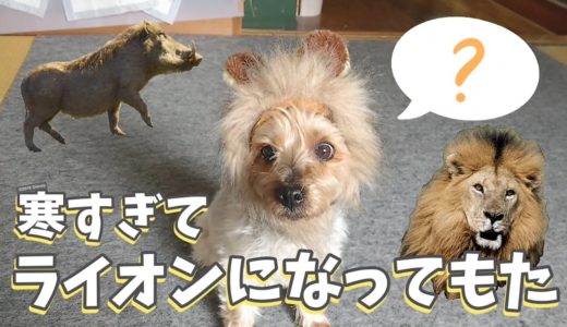 【変身】寒すぎて犬がライオンになってしまいました。 爆食カラス&暑がり猫&贅沢姐御&プクプク亀 20201217、カラス&四つ足カルテット