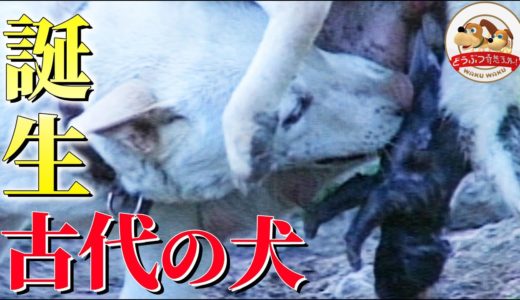 【感動！琉球犬の出産】太古のイヌが見せた母性愛！野生の本能【どうぶつ奇想天外／WAKUWAKU】