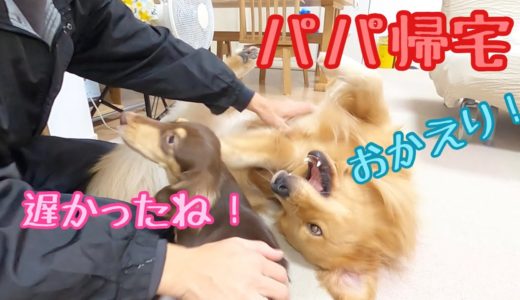 パパの帰宅を全力でお出迎えする大型犬と、喜びながらもどこか冷静にお出迎えする小型犬。ゴールデンレトリバーのクッキーとミニチュアダックスフンドの子犬ショコラとの幸せな日常