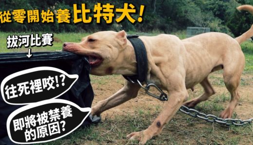 【從零開始養】比特犬!比特犬拔河!咬合驚人!咬住不放!即將被禁養的原因?被咬如何自保?【許伯簡芝】pit bull