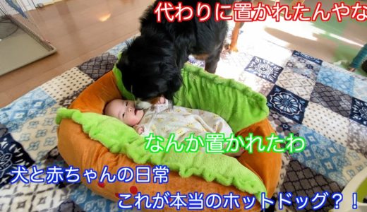 【赤ちゃんと犬】これが本当のホットドッグ！になるはずが・・・　バーニーズマウンテンドッグ　 bernese mountain dog