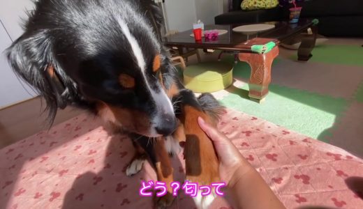 【大型犬の日常】犬用洗顔ドライシャンプーでピカピカになる　バーニーズマウンテンドッグ　 bernese mountain dog