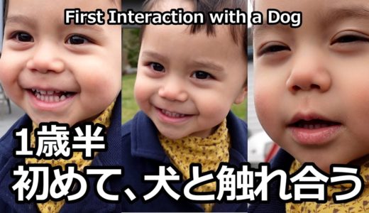 【1歳半初めて犬と触れ合う】First Interaction with a Dog #shorts