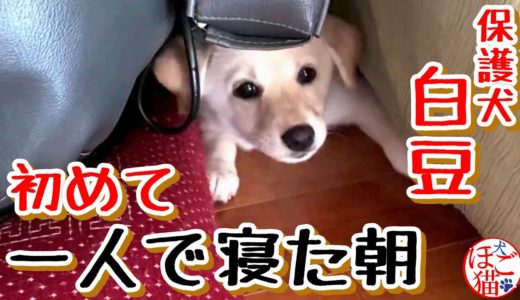 【子犬　保護犬　ラブラドール】白豆　初めて一人きりで寝た朝