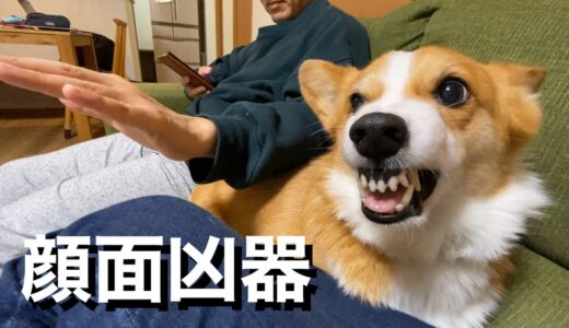 旦那が嫁にさわると怒るコーギー犬