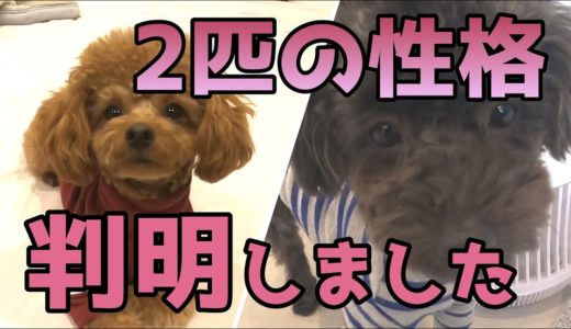 2匹の性格の違いが面白い【犬の性格】