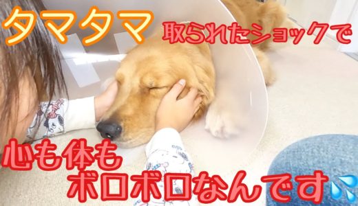 大型犬の去勢をしたら、術後の姿が痛々しすぎた！ゴールデンレトリバーのクッキーとミニチュアダックスフンドの子犬ショコラとの幸せな日常