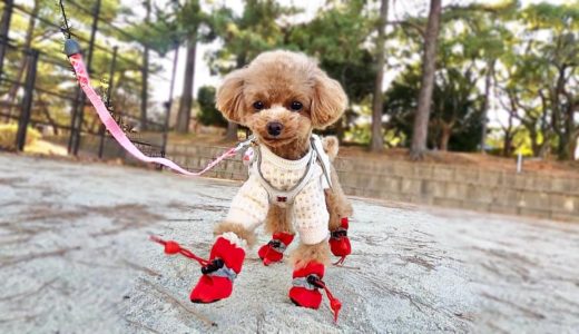 はじめて靴を履いた犬の散歩は予想外の結果になった【トイプードルのコロン】