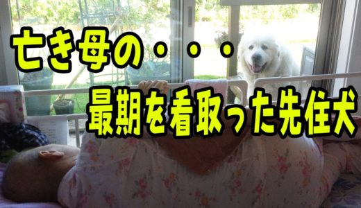 亡き母親を看取り、癒してくれた先住犬が飼い主の胸の中で・・・