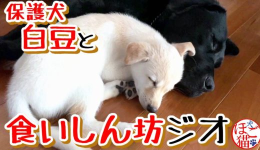 【子犬　保護犬　ラブラドール】食いしん坊ジオ