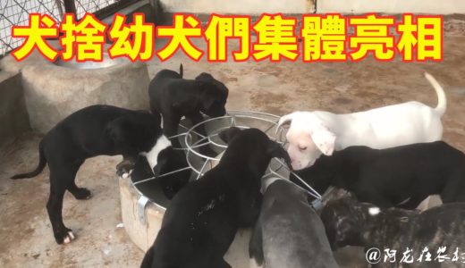 14只小奶狗全部亮相，国内比较少见的犬种，曾被许多国家禁养！