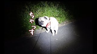 満月の夜、妖艶さが溢れ出すパグ犬ぷぅPug