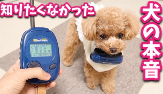 【悲報】犬語翻訳を使ってみたらパパとママで全然違う反応だったw【バウリンガル】