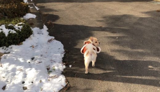 家まで案内してくれる犬