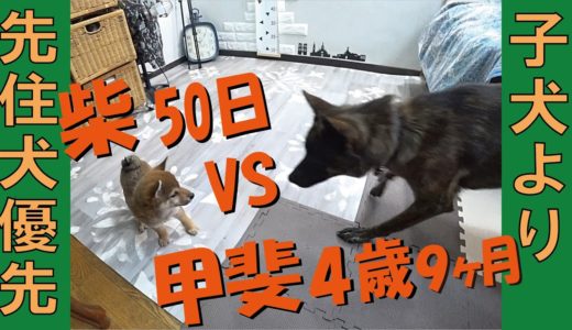 子犬の可愛さよりも先住犬の素晴らしさに感動した＝！【甲斐犬・柴犬】