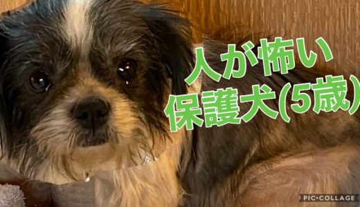 【繁殖犬】地下室から保護された犬30数匹の内の1匹をお世話。人の優しさを知らず5年も繁殖を続けて来てカラダはボロボロ。