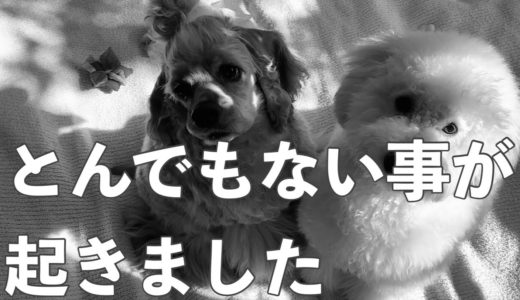 鉛を食べた犬のうんちチェックしてたら、くしゃみでうんちが吹き飛びました【アメコカとトイプードル　American Cocker Spaniel &Toy Poodle】