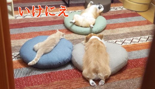 侵入！あやしい儀式をする犬と猫【コーギー】【マンチカン】