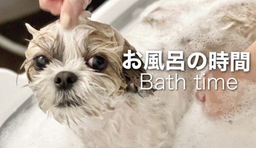 【シーズー】泡風呂でもこもこシャンプー！犬用バスタブでリラックス / Shih Tzu relaxes in the bath.