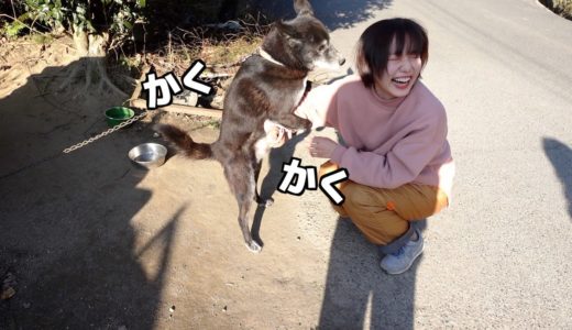 みどり子さん犬に腰ふられるの巻