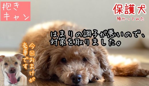 【保護犬預かり】はまりが抱っこすると鳴くので対策をとったところ落ち着きました【後半にかもめもおります】