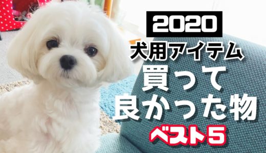 【2020年】買って良かった物ベスト５！（犬用アイテム・犬グッズ・犬用品）【マルチーズ】