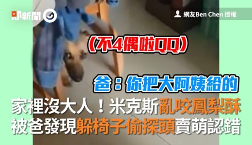 米克斯犬亂咬鳳梨酥 被爸爸發現 賣萌認錯｜寵物｜動物｜狗狗